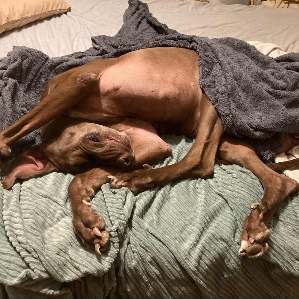 Cozy Brown Dog